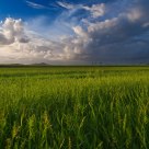 Cane Fields